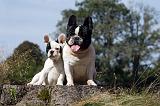 BOULEDOGUE FRANCAIS 896